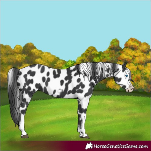 Horse Color:Black Tobiano Frame Appaloosa 
