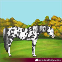 Horse Color:Black Tobiano Frame Appaloosa
