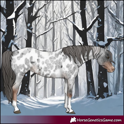 Horse Color:Liver Red Roan Tobiano Frame Near Leopard