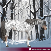 Horse Color:Liver Red Roan Tobiano Frame Near Leopard 