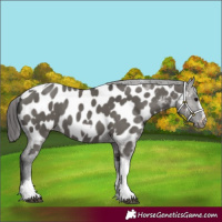 Horse Color:Grullo Tobiano Frame Near Leopard 