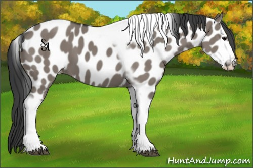 Horse Color:Grullo Tobiano Frame Appaloosa 