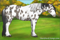 Horse Color:Grullo Tobiano Frame Leopard 