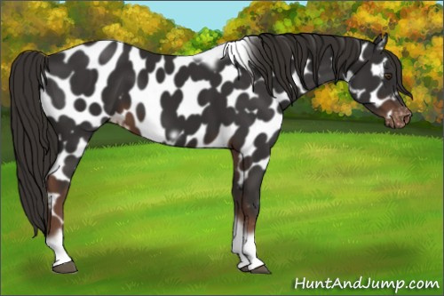 Horse Color:Liver Chestnut Tobiano Frame Appaloosa 