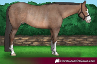 Horse Color:Sable Champagne Rabicano