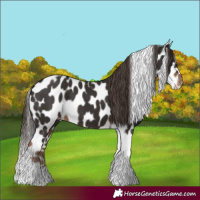 Horse Color:Liver Chestnut Tobiano Frame Leopard