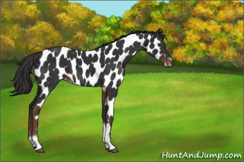 Horse Color:Liver Chestnut Tobiano Frame Appaloosa 