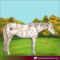 Horse Color:Smoky Creme Tobiano Frame Near Leopard 