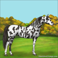 Horse Color:Liver Chestnut Tobiano Frame Near Leopard 