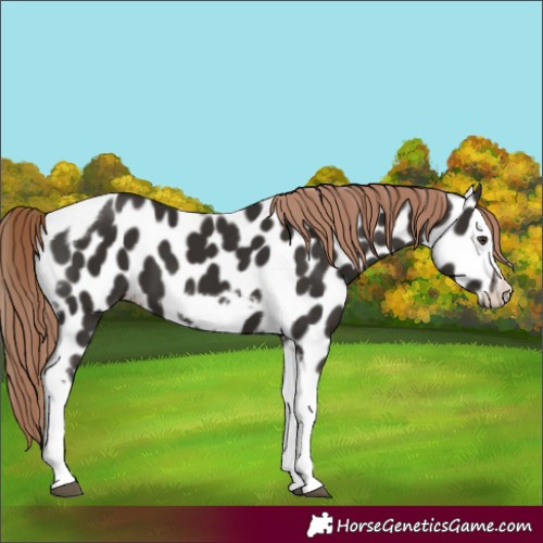 Horse Color:Liver Chestnut Tobiano Frame Near Leopard 