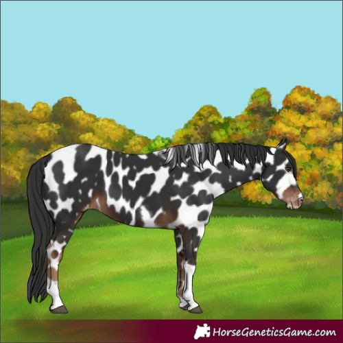 Horse Color:Liver Chestnut Tobiano Frame Appaloosa