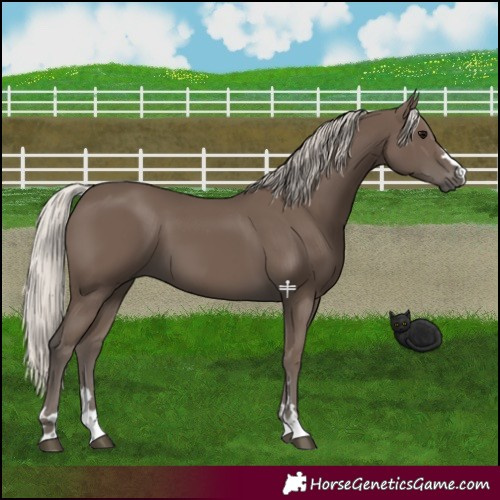 Horse Color:Silver Black 