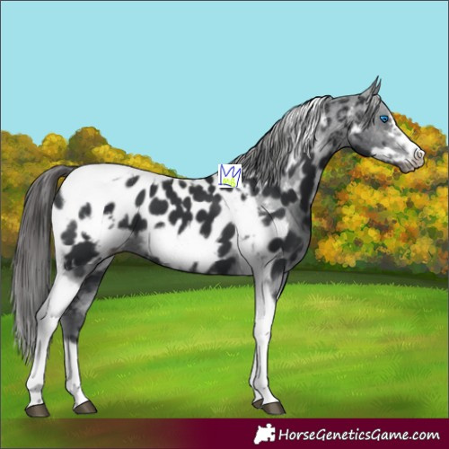 Horse Color:Black Tobiano Frame Appaloosa 