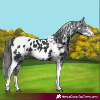Horse Color:Black Tobiano Frame Appaloosa 