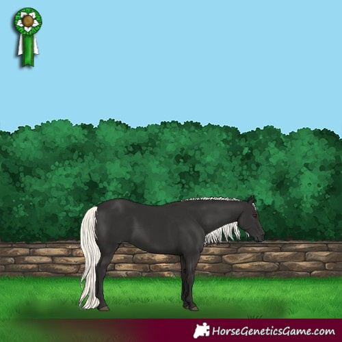 Horse Color:Liver Chestnut Mushroom 