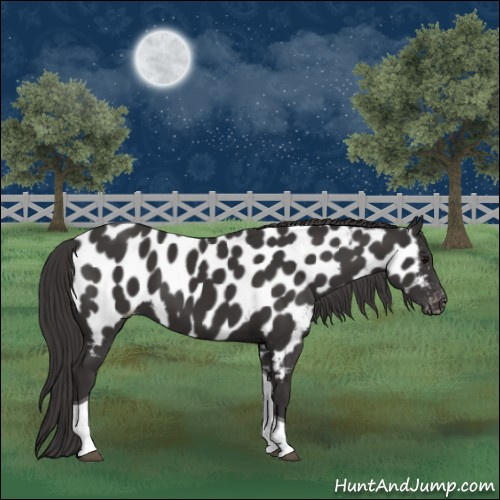 Horse Color:Smoky Black Tobiano Near Leopard
