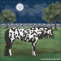 Horse Color:Smoky Black Tobiano Near Leopard 