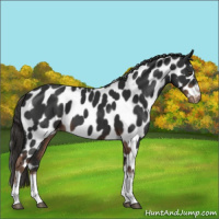 Horse Color:Liver Chestnut Tobiano Frame Leopard 