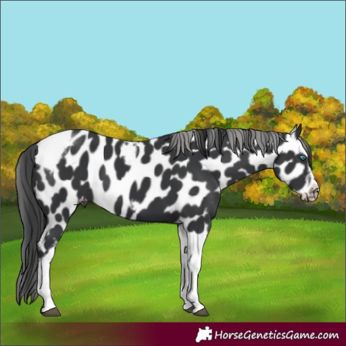 Horse Color:Black Tobiano Frame Appaloosa 