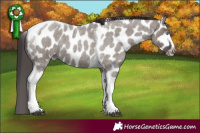 Horse Color:Smoky Grullo Roan Tobiano Frame Appaloosa 