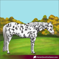 Horse Color:Smoky Black Tobiano Frame Near Leopard