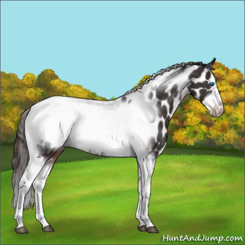 Horse Color:Liver Chestnut Tobiano Frame Leopard