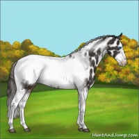 Horse Color:Liver Chestnut Tobiano Frame Leopard 