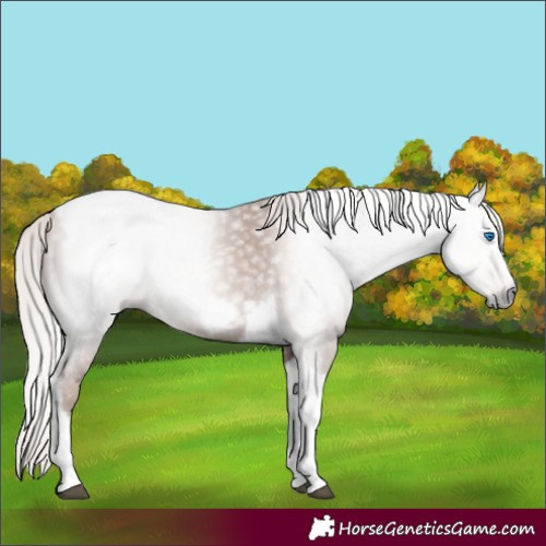 Horse Color:Gray Silver Black Pearl Tobiano Frame 