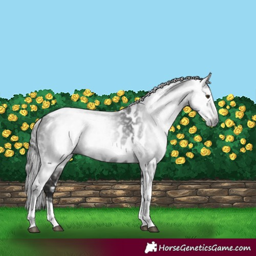 Horse Color:Gray Liver Chestnut Tobiano Frame Appaloosa 