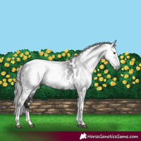 Horse Color:Gray Liver Chestnut Tobiano Frame Appaloosa 