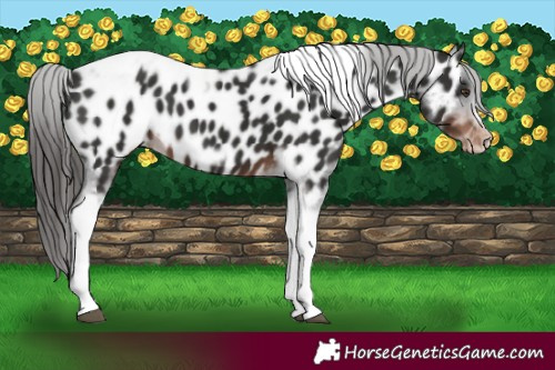 Horse Color:Liver Chestnut Tobiano Frame Appaloosa 