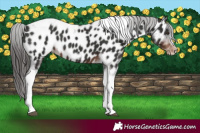 Horse Color:Liver Chestnut Tobiano Frame Appaloosa 