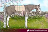 Horse Color:Grullo Sabino Splash  and Silver Grullo Sabino Splash 