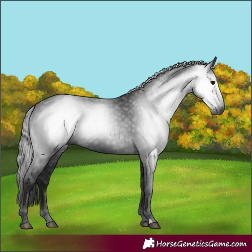 Horse Color:Gray Black 