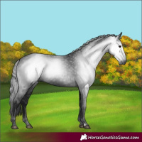 Horse Color:Gray Black 