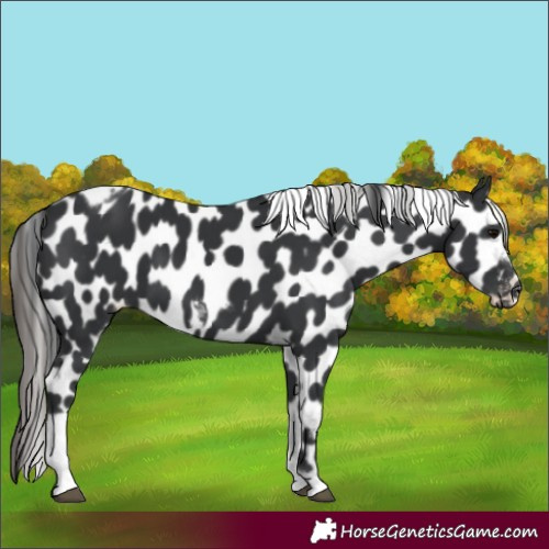 Horse Color:Black Tobiano Frame Appaloosa