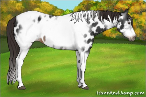 Horse Color:Gray Liver Chestnut Tobiano Frame Appaloosa