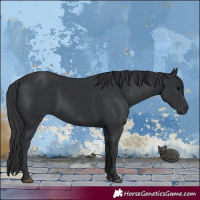 Horse Color:Black 