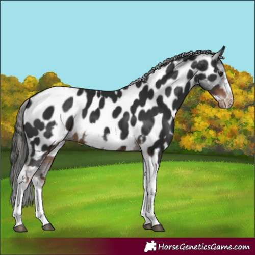 Horse Color:Liver Chestnut Tobiano Frame Appaloosa 