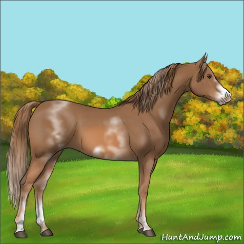 Horse Color:White Spotted Chestnut Sabino Frame 