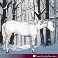 Horse Color:Palomino Appaloosa 