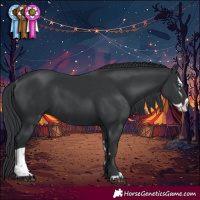Horse Color:Black Splash Rabicano  and Black Rabicano 