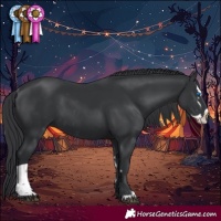 Horse Color:Black Splash Rabicano and Black Rabicano