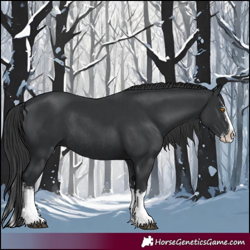 Horse Color:Black Splash Rabicano  and Black Splash Rabicano 