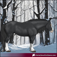Horse Color:Black Splash Rabicano  and Black Splash Rabicano 