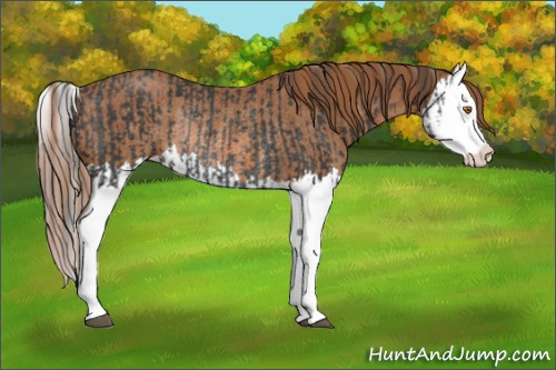 Horse Color:Black Splash Rabicano  and Chestnut Splash Rabicano 