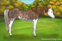 Horse Color:Black Splash Rabicano  and Chestnut Splash Rabicano 