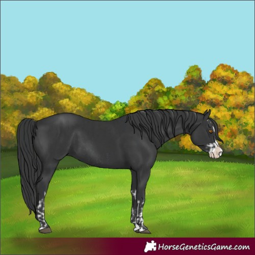Horse Color:Unknown
