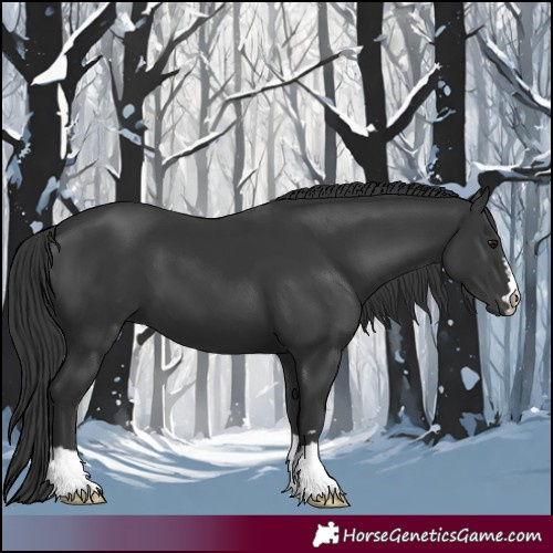 Horse Color:Black 