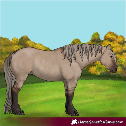 Horse Color:Liver Red Dun Rabicano 